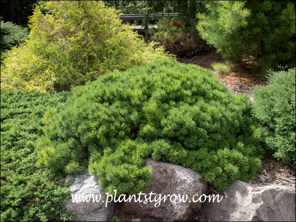 Early in the growing season this Mugo pine has a soft look.
